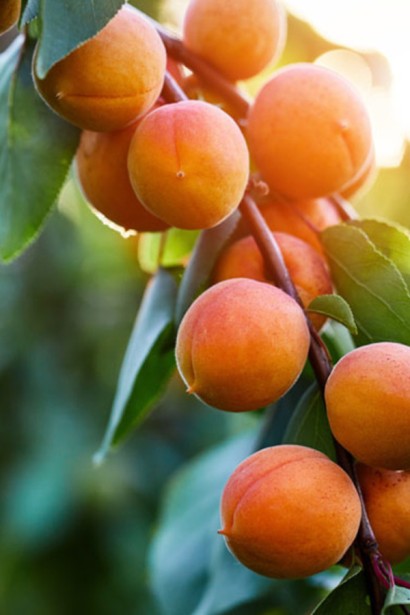 Абрикос колоновидний ‘Первайс’|Prunus columnar ‘Perwais’|Абрикос колоновидный ‘Первайс’